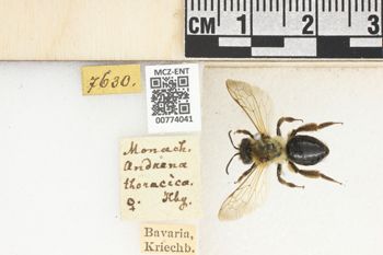 Media type: image;   Entomology 774041 Aspect: Labels